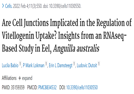 赋能科研 | RNAseq应用案例：华大智造助力揭秘澳洲鳗鱼卵黄蛋白原摄取的重要影响因素