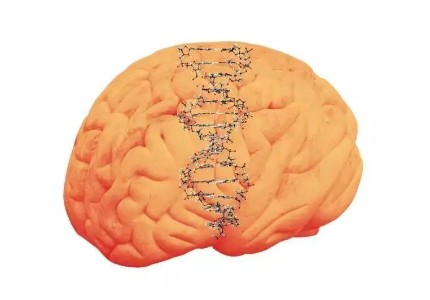 Science | 卡罗林斯卡学院与华大等团队联合发表人类、猪、小鼠大脑中的蛋白编码基因图谱