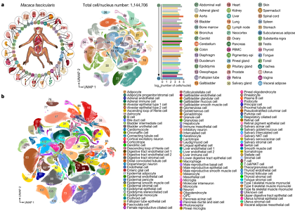 赋能科研 | Nature一作详解基于华大智造DNBelab C4的首个非人灵长类动物全身器官细胞图谱研究