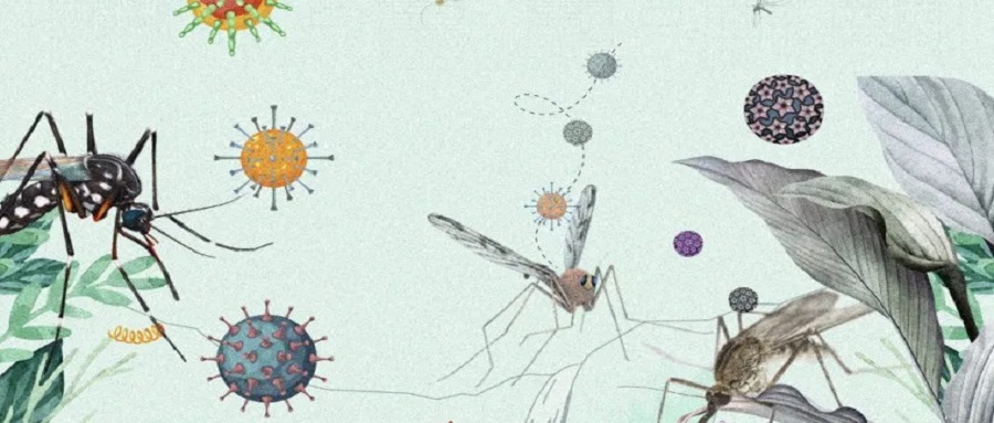 赋能科研丨基于华大智造DNBSEQ测序平台，中山大学等单位首次揭秘全国范围内蚊虫病毒组特征