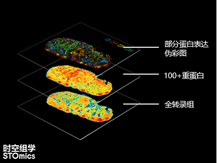 时空蛋白转录组Stereo-CITE产品方案